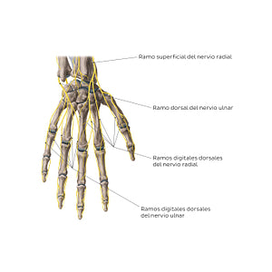 Nerves of the hand: Dorsal view (Spanish)