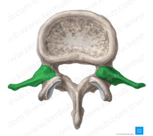 Transverse process of lumbar vertebra (#8206)