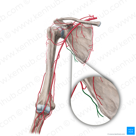 Thoracodorsal artery (#18862)