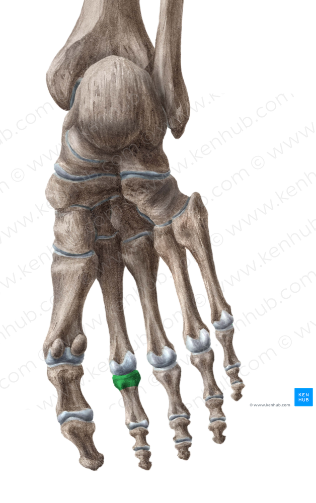 Base of proximal phalanx of 2nd toe (#2189)