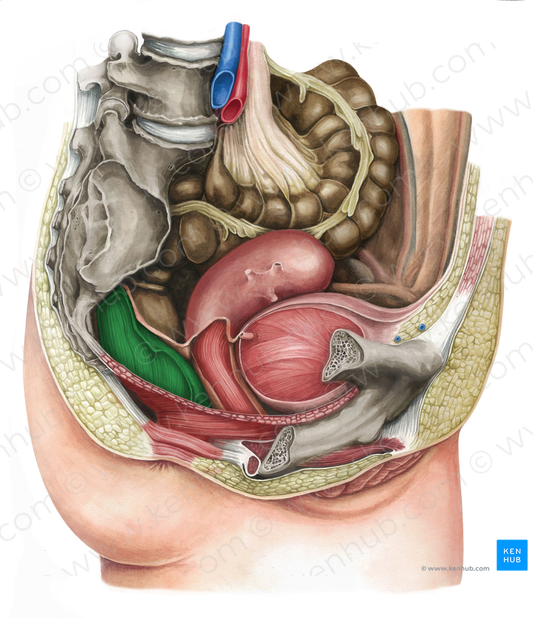 Rectum (#8866)