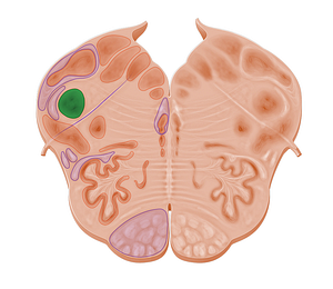 Spinal nucleus of trigeminal nerve (#10964)