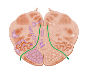 Hypoglossal nerve (#6465)