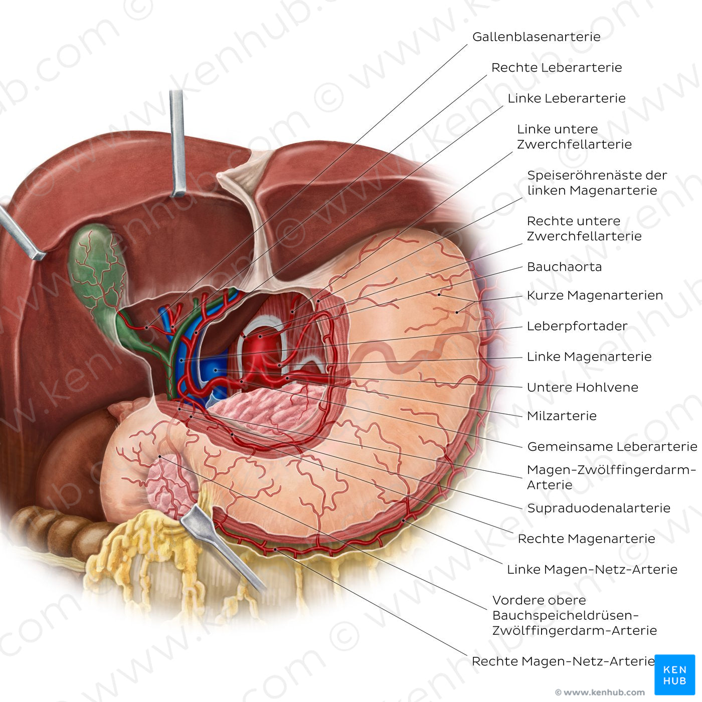 Arteries of the stomach, liver and spleen (German)