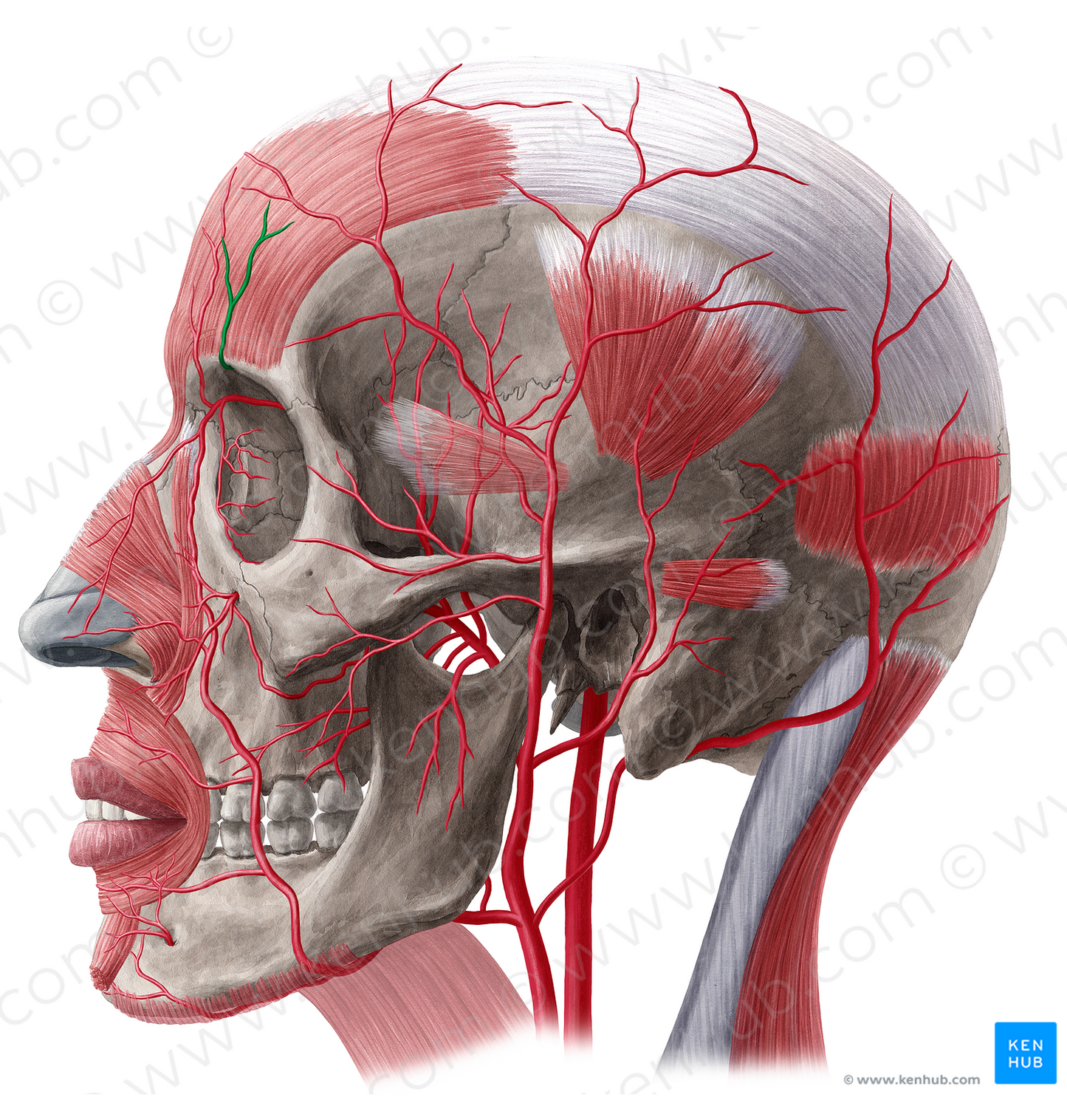 Supraorbital artery (#1864)
