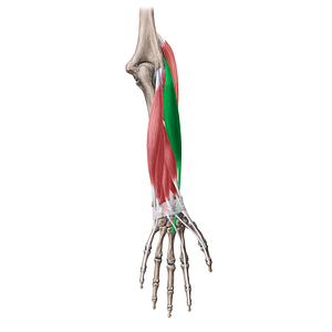 Extensor carpi radialis brevis muscle (#20068)