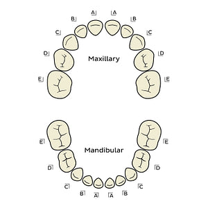 Palmer Notation Method (deciduous teeth) (English)