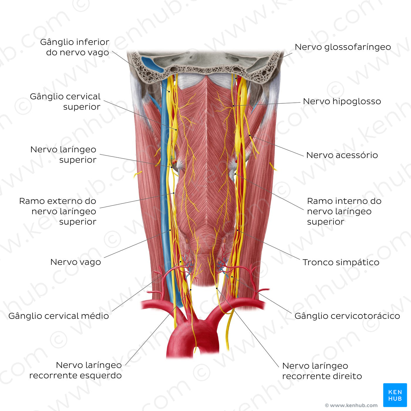 Nerves of the pharynx (Portuguese)