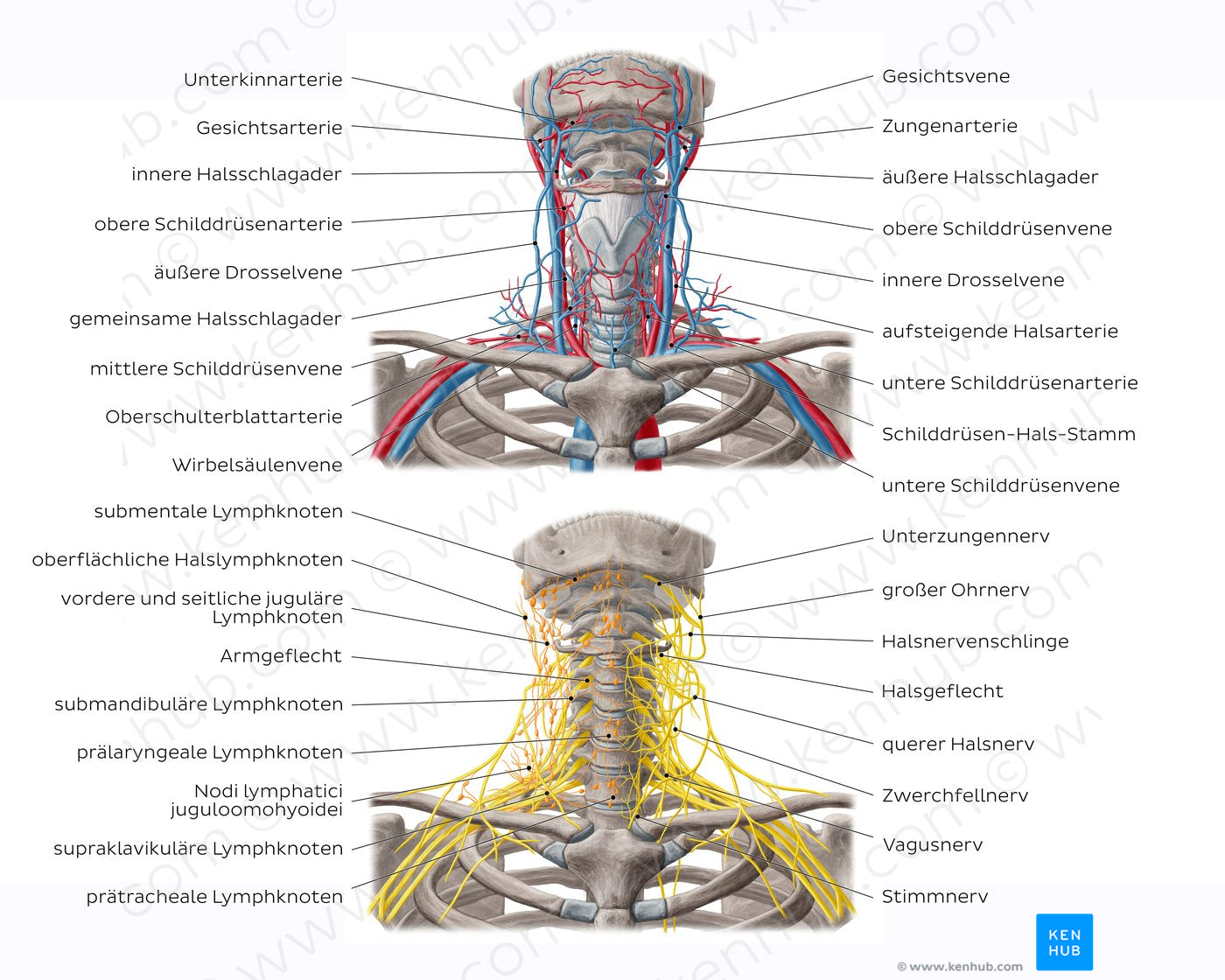 Neurovasculature and lymph nodes of the neck (German)