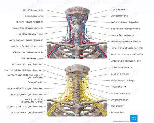 Neurovasculature and lymph nodes of the neck (German)