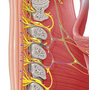 Spinal nerve C3 (#6734)