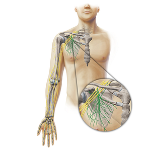 Scapular nerves (#19368)