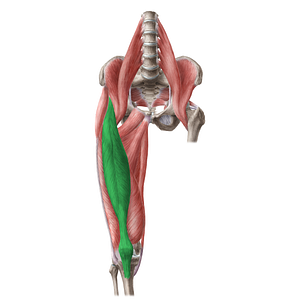 Rectus femoris muscle (#5848)