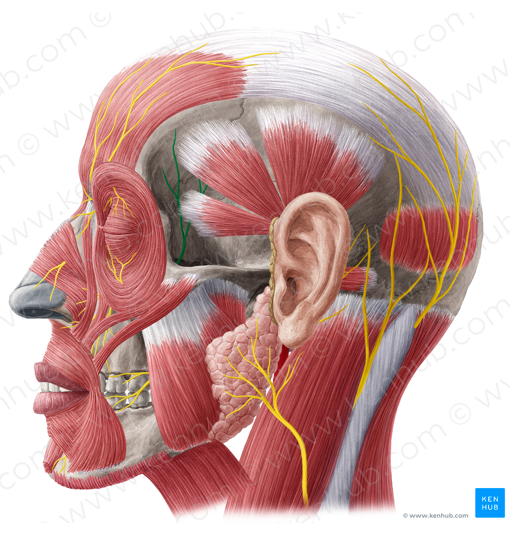 Zygomaticotemporal nerve (#6914)