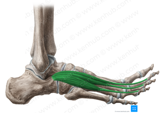 Extensor digitorum brevis muscle (#5328)