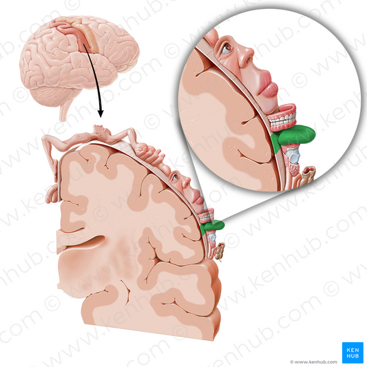 Sensory cortex of tongue (#11064)