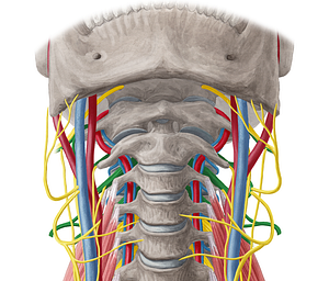 Cervical plexus (#7971)