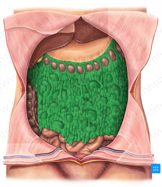 Greater omentum (#7324)