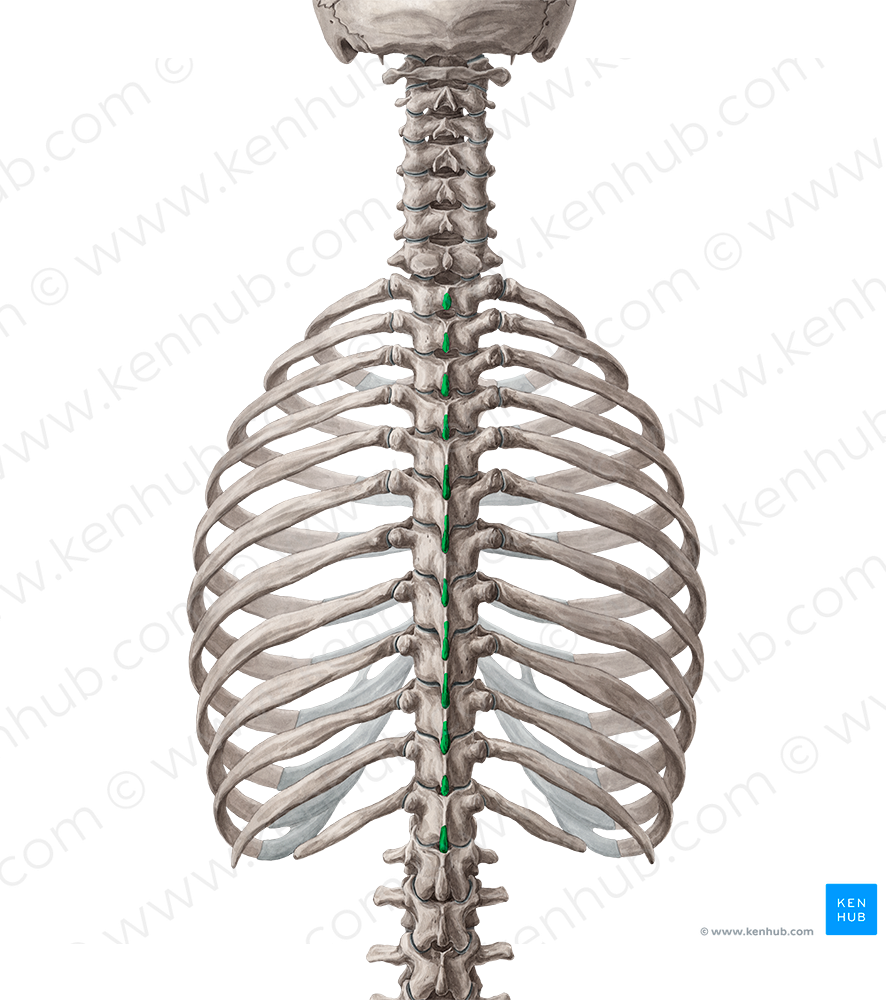 Spinous processes of vertebrae T1-T12 (#8266)