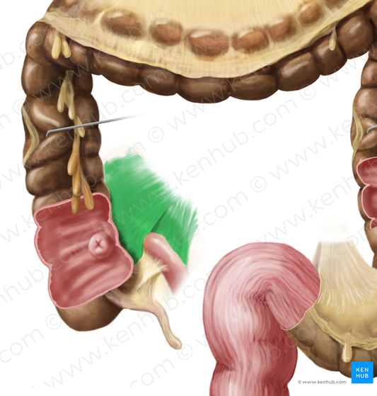 Mesentery (#5073)