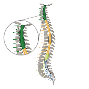 Spinal nerves C1-C8 (#16137)