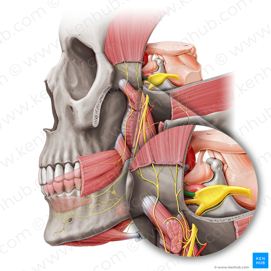 Ophthalmic nerve (#6633)