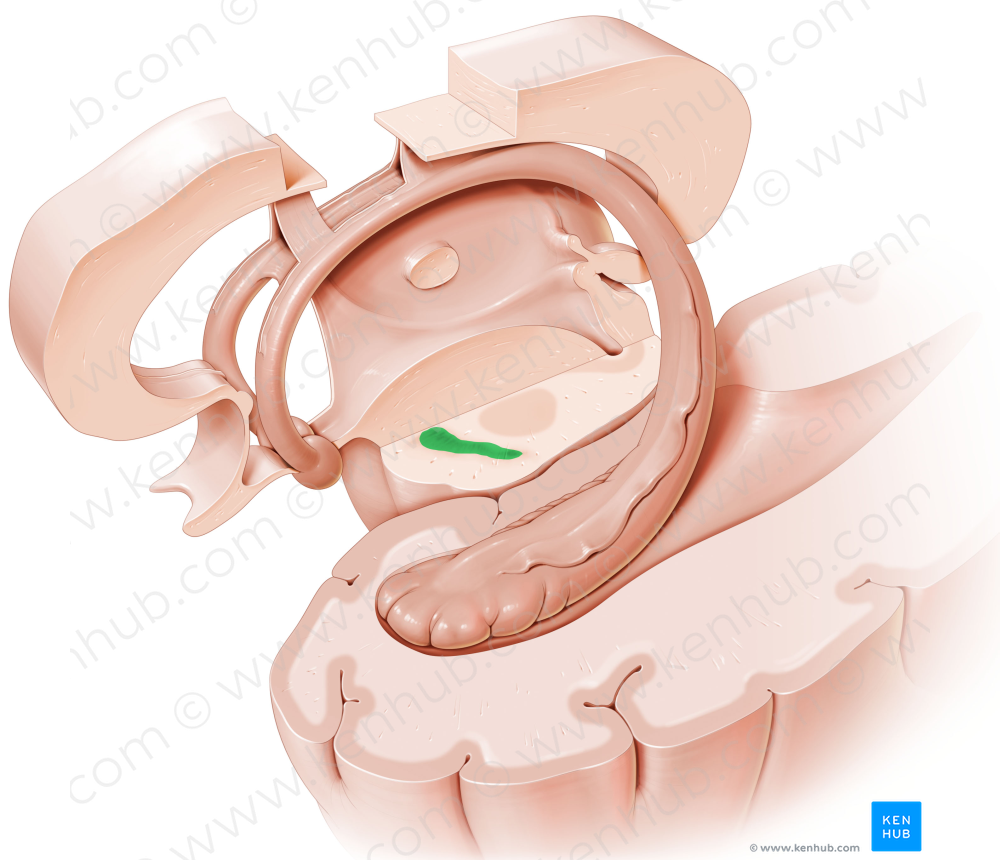 Substantia nigra (#9204)