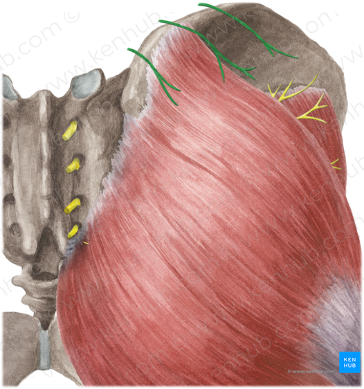 Superior cluneal nerves (#6218)