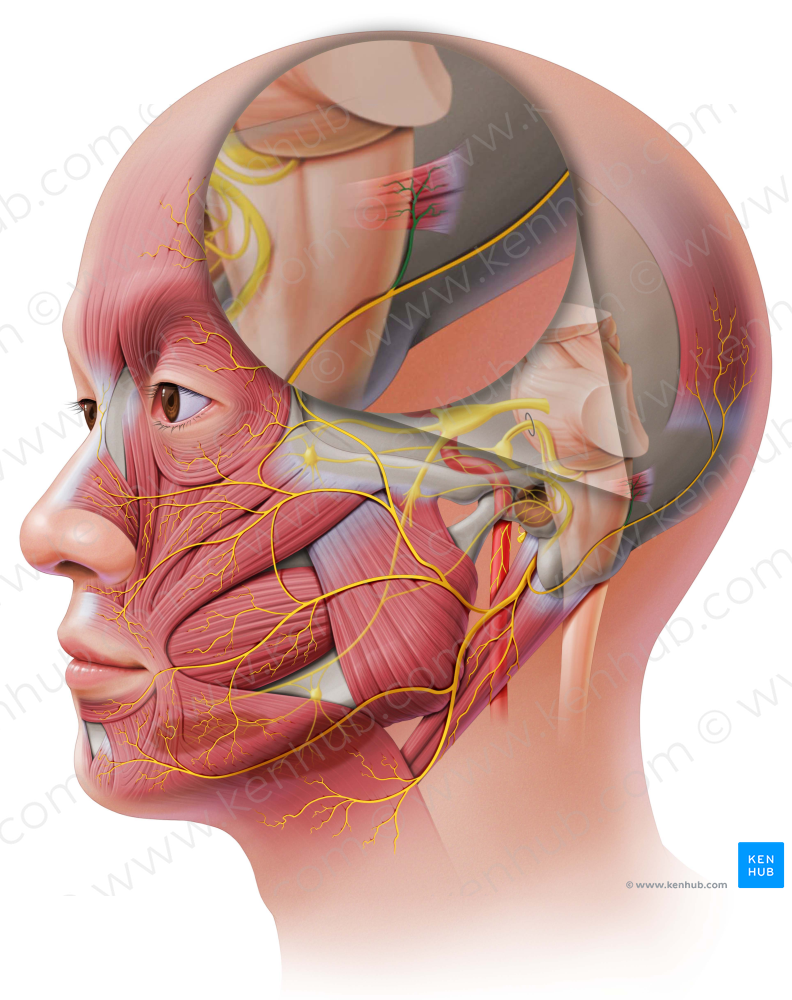 Auricular branch of posterior auricular nerve (#8606)