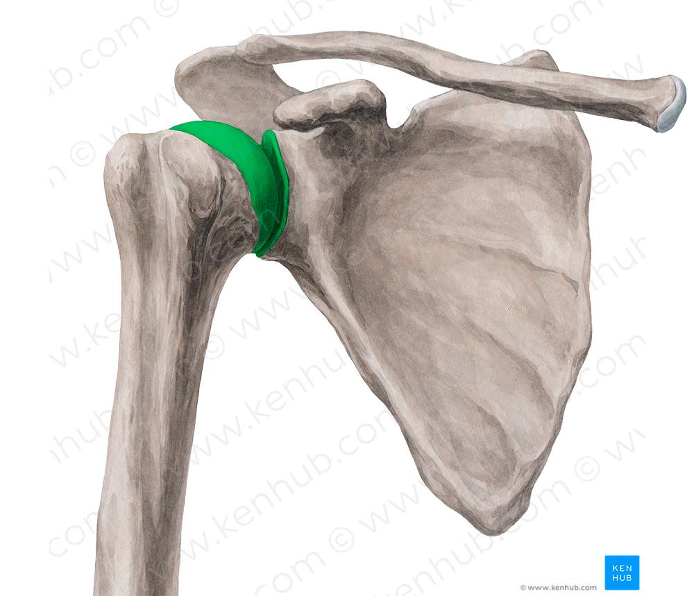 Glenohumeral joint (#2011)