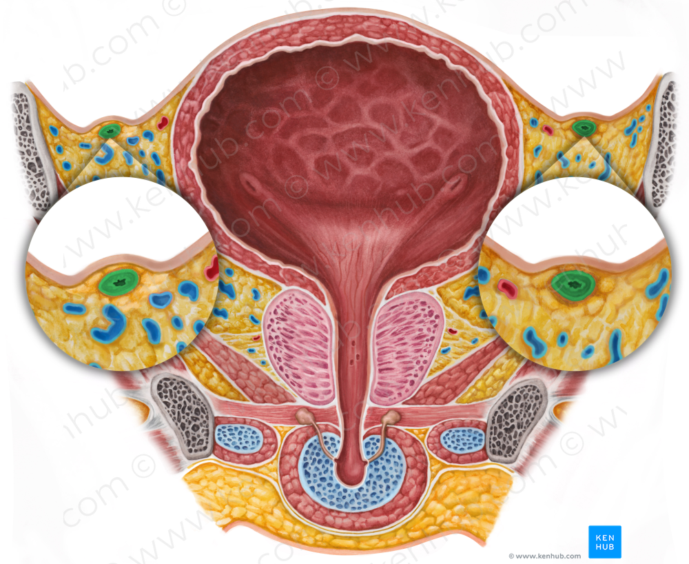 Ductus deferens (#9932)