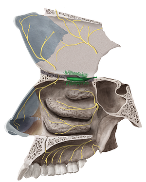 Olfactory nerve (#6623)