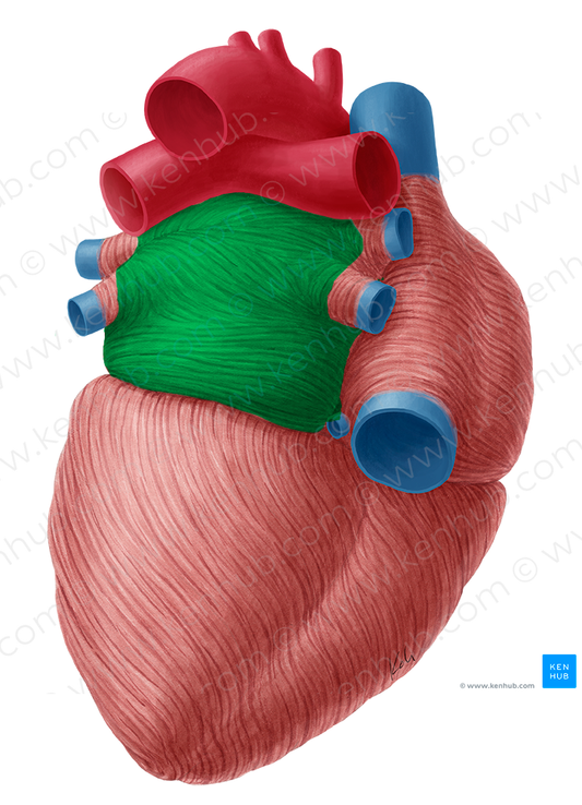 Left atrium of heart (#2116)