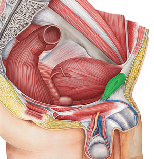 Pubic symphysis (#9389)