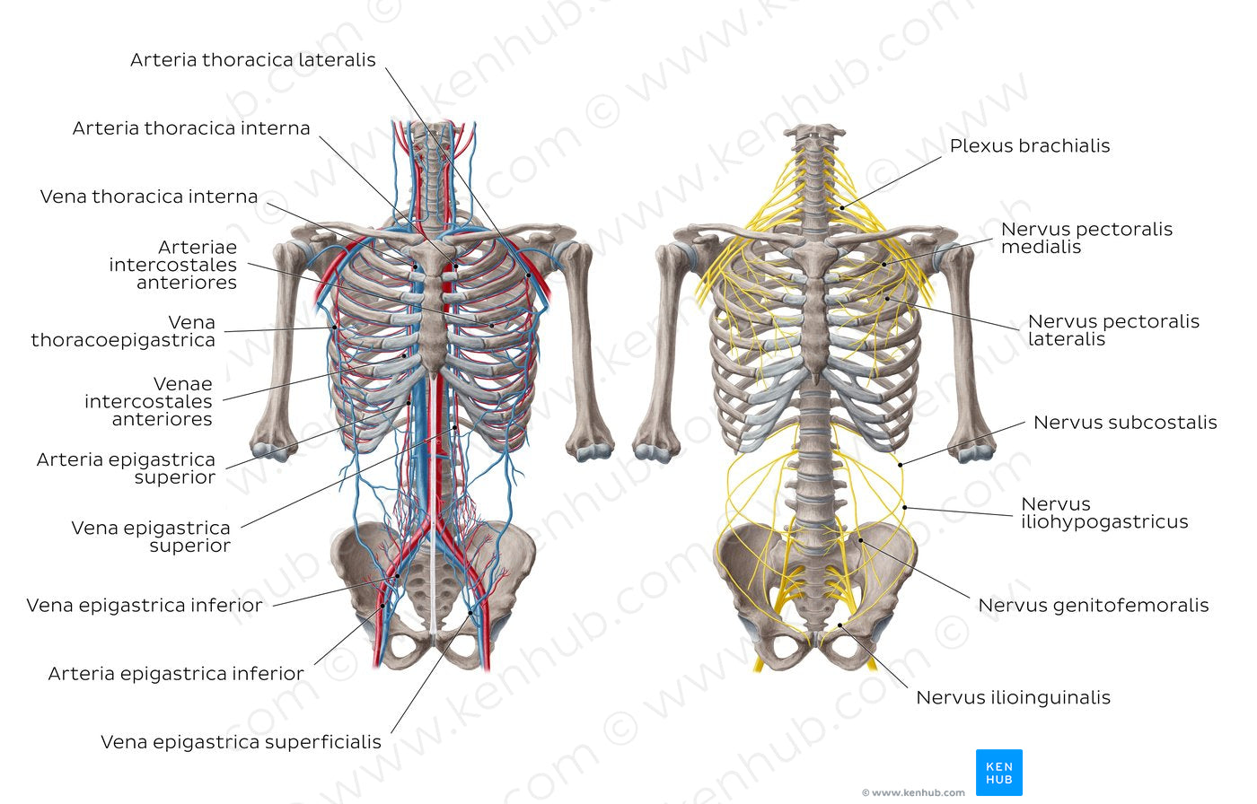 Nerves and vessels of the anterior thoracic wall (Latin)