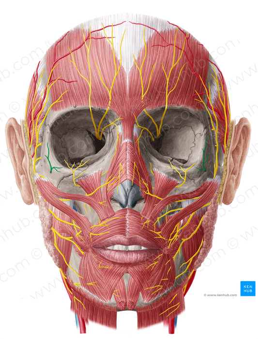 Zygomaticofacial nerve (#6912)