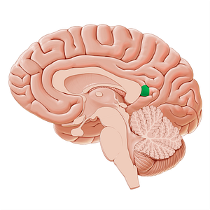 Isthmus of cingulate gyrus (#19565)