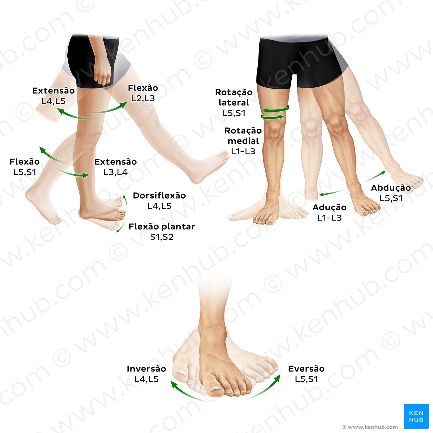 Myotomes of the lower limb (Portuguese)