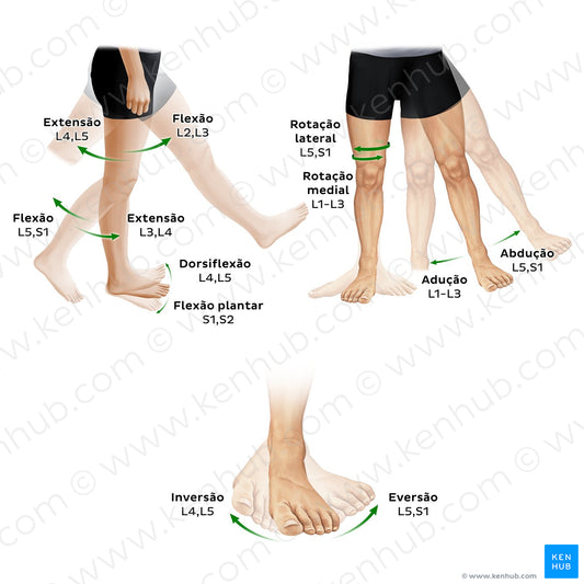 Myotomes of the lower limb (Portuguese)