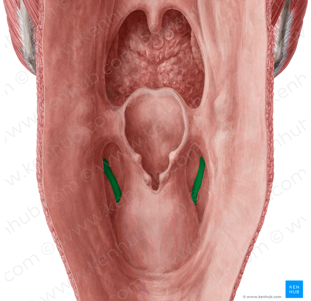 Fold of superior laryngeal nerve (#8109)