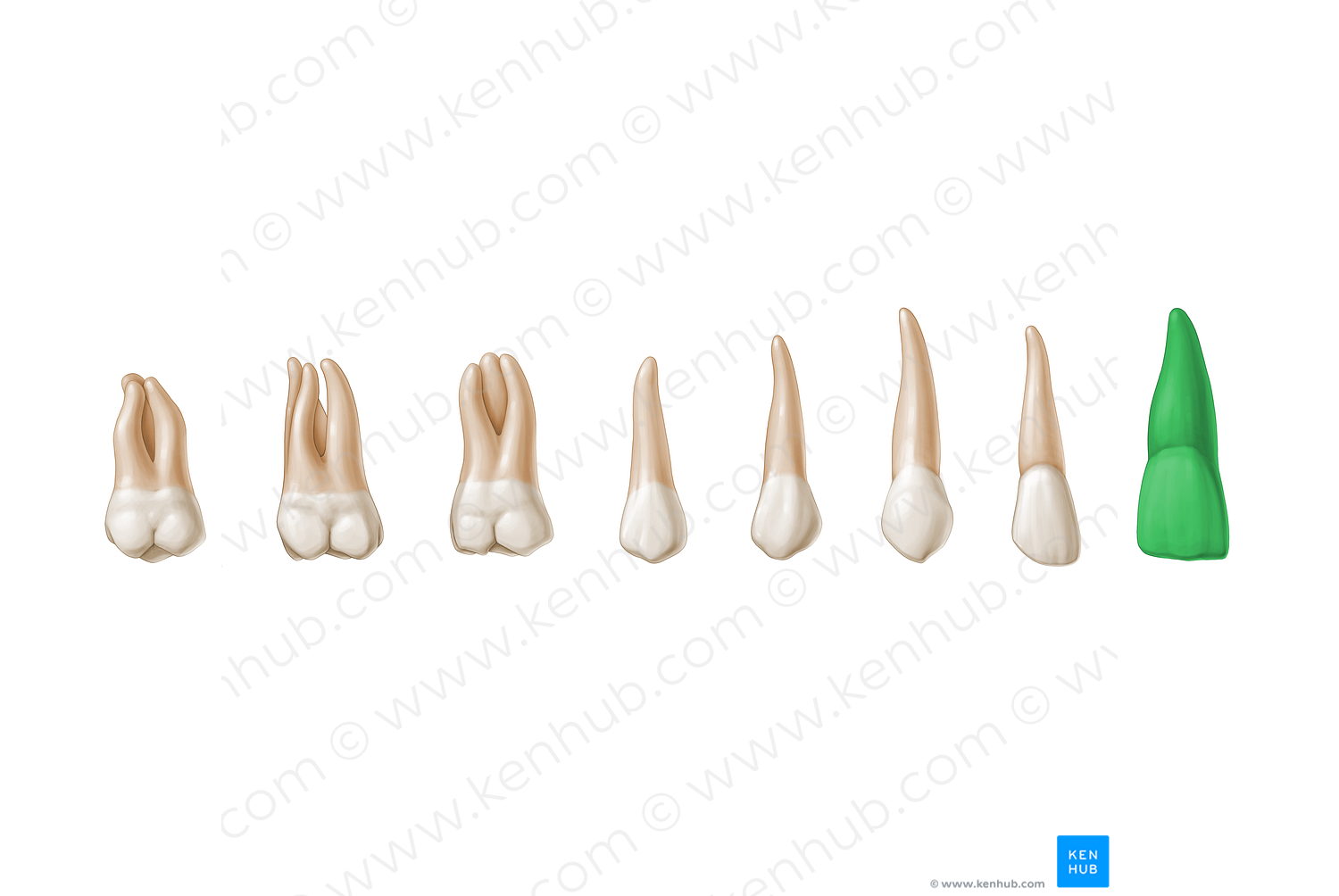 Central incisor tooth (#3204)