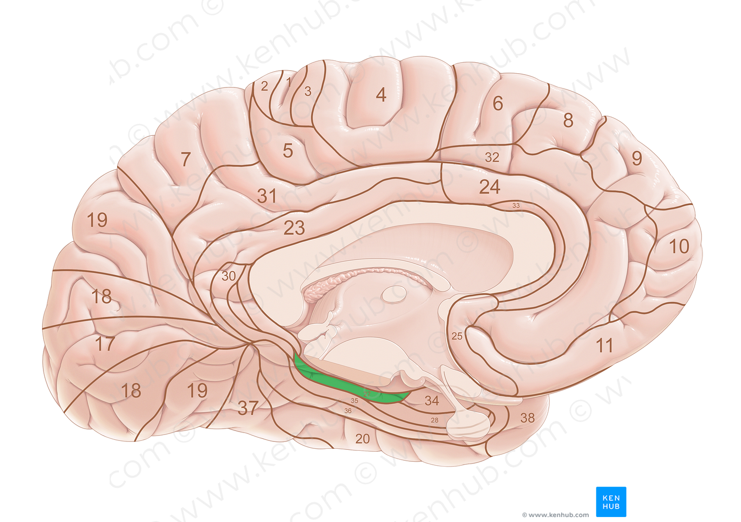 Brodmann area 27 (#18037)