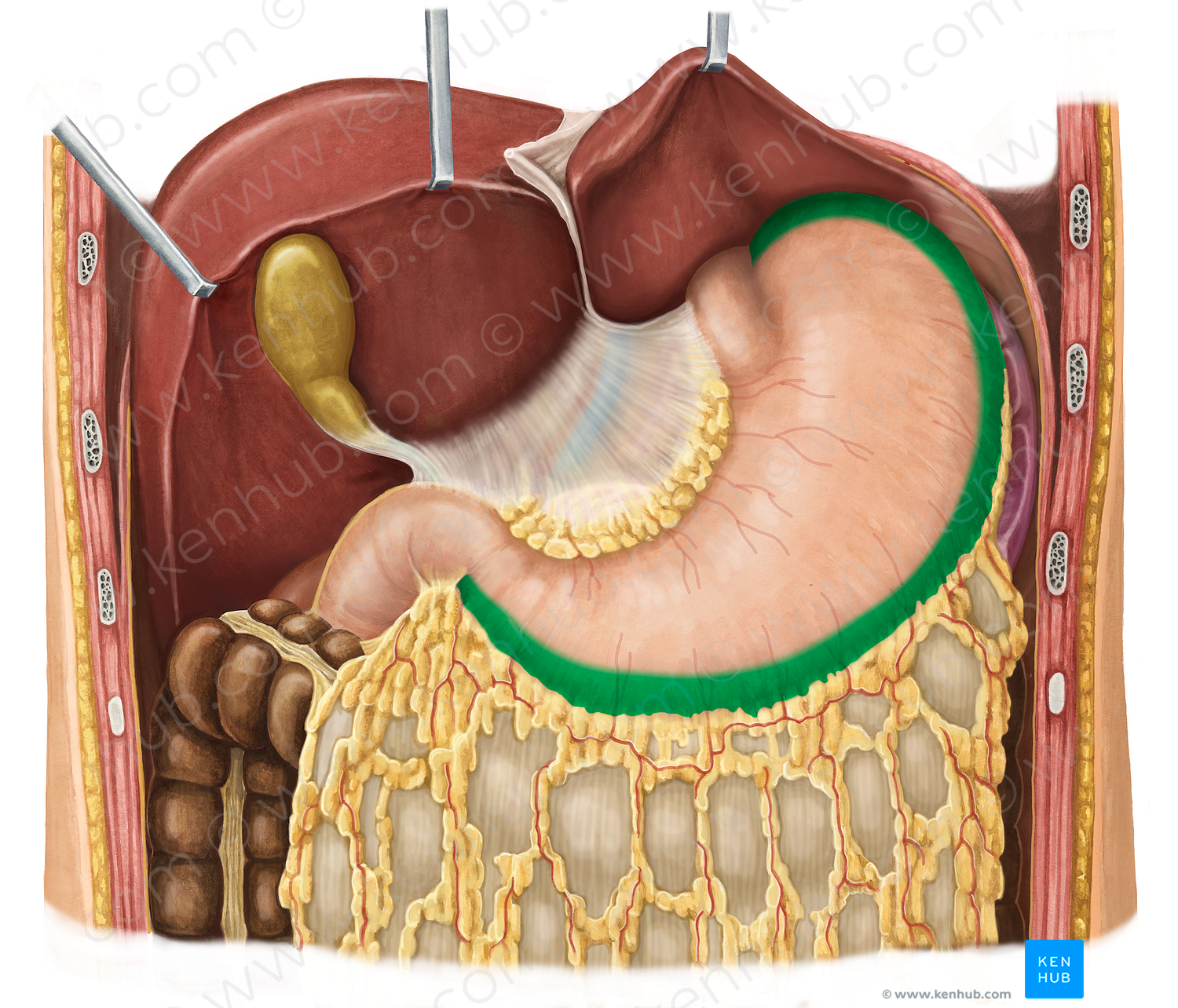 Greater curvature of stomach (#3176)