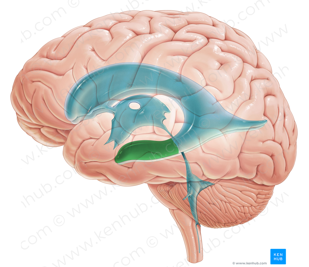 Temporal horn of lateral ventricle (#2859)