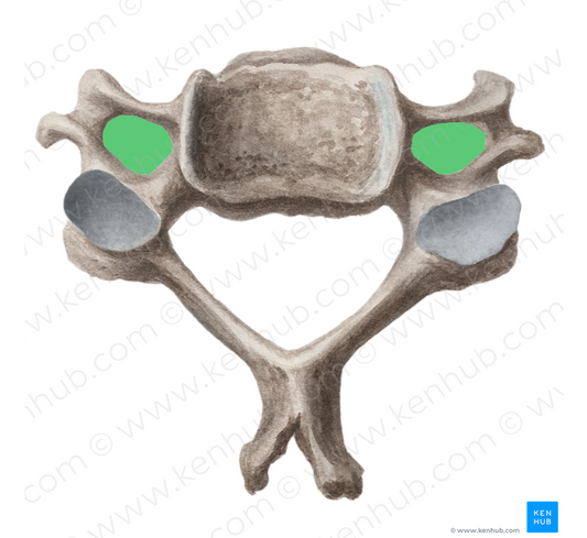 Transverse foramen of vertebra (#3814)