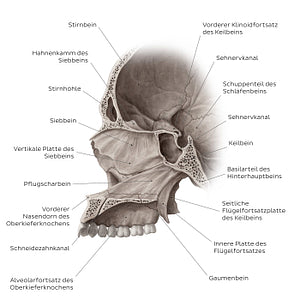 Midsagittal skull (with septum) (German)