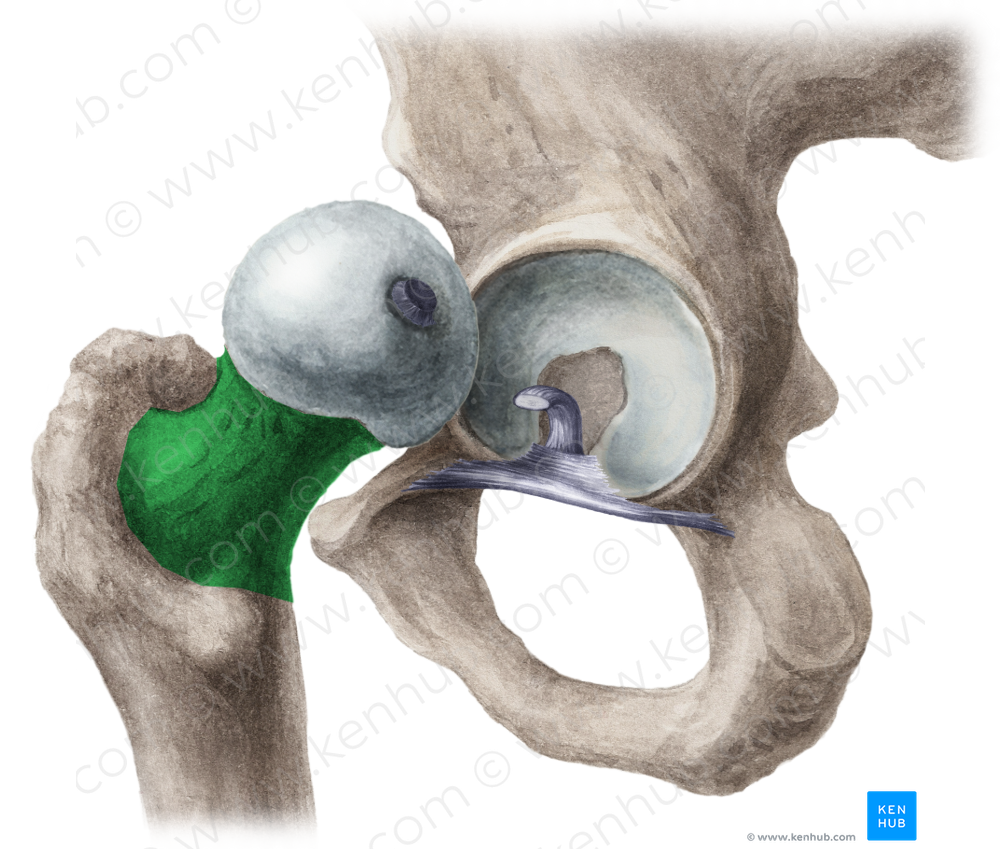 Neck of femur (#2683)