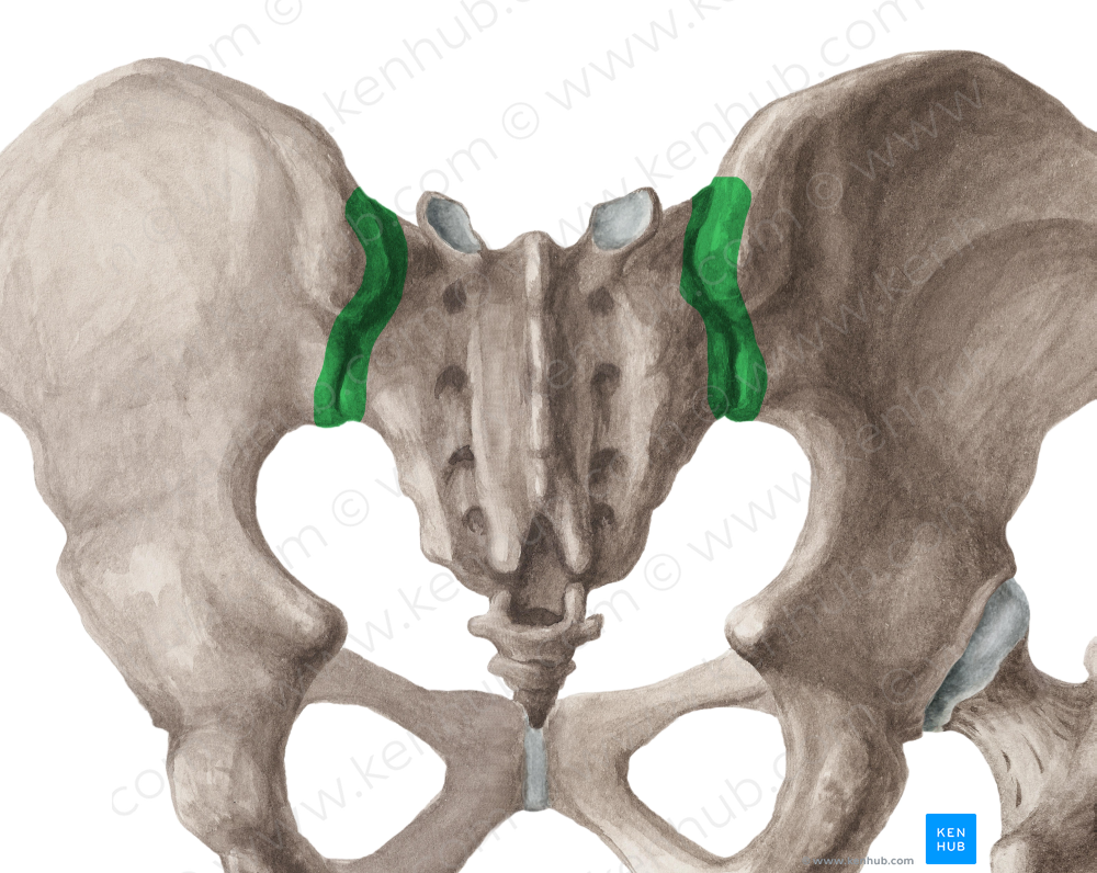 Sacroiliac joint (#2083)