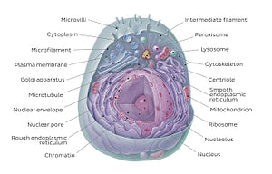 Eukaryotic cell (Latin)