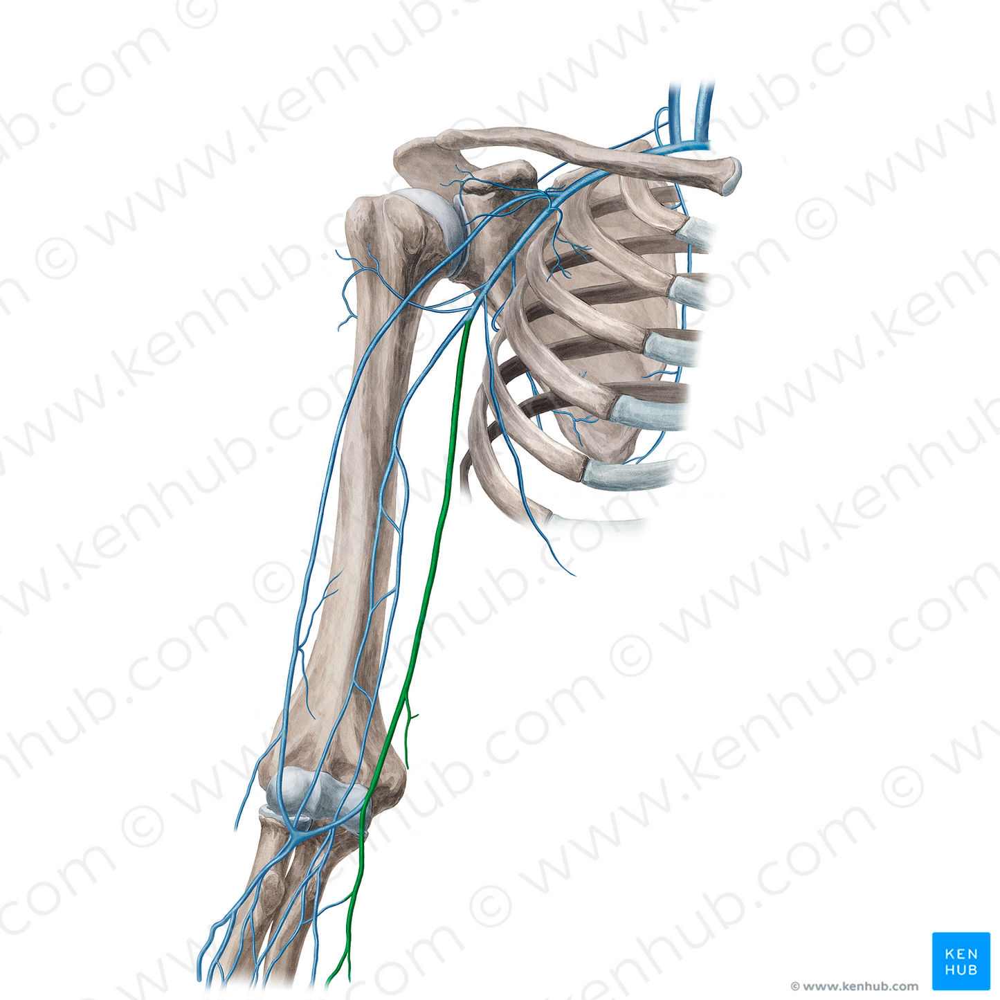 Basilic vein (#9990)